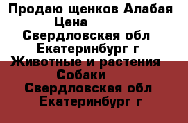 Продаю щенков Алабая › Цена ­ 5 000 - Свердловская обл., Екатеринбург г. Животные и растения » Собаки   . Свердловская обл.,Екатеринбург г.